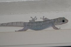 Gehyra dubia
