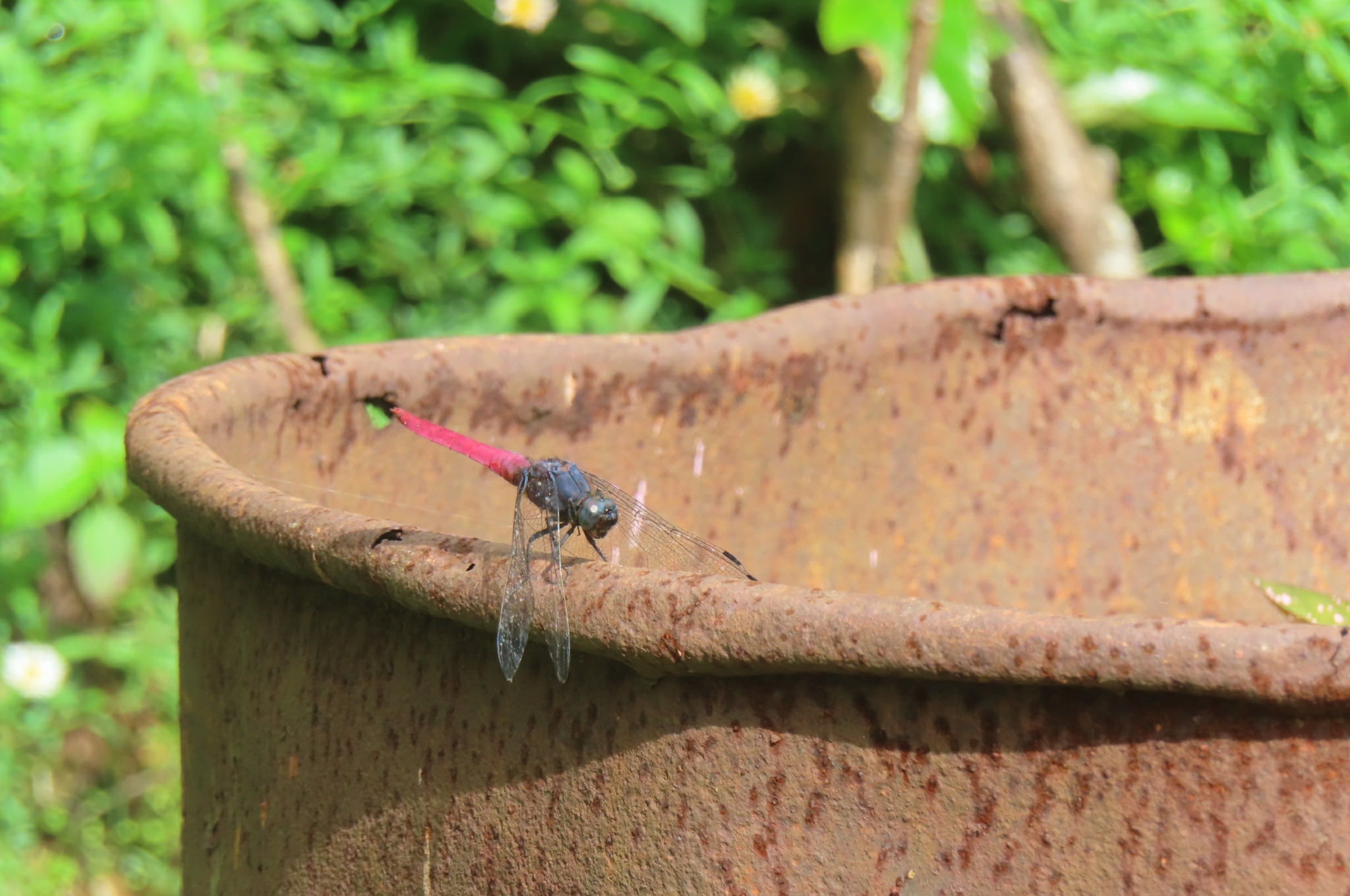 Crimson-Tailed Marsh Hawk