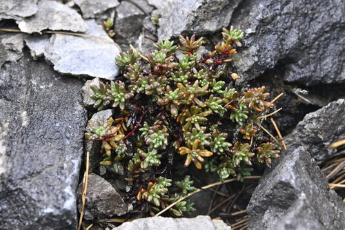 Poranthera alpina, 2025-04-22