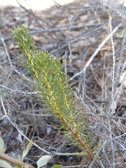 Serruria trilopha