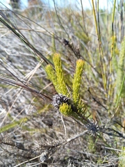 Serruria trilopha