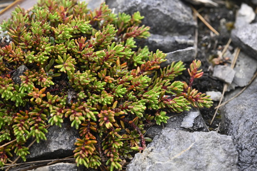 Poranthera alpina, 2025-04-22