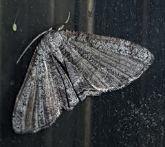 Phazaca interrupta