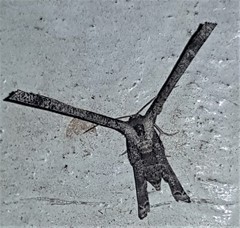 Phazaca interrupta