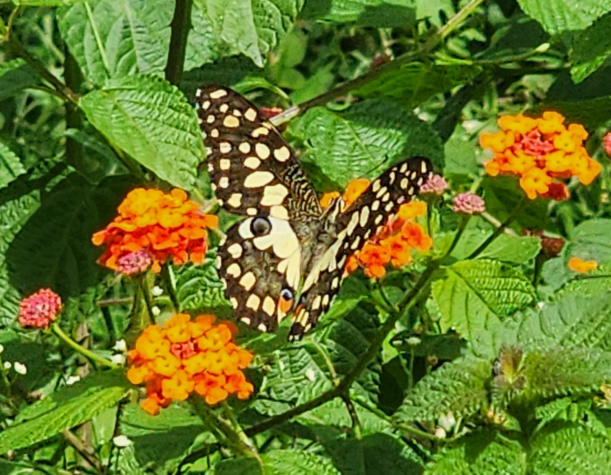 Lime Swallowtail