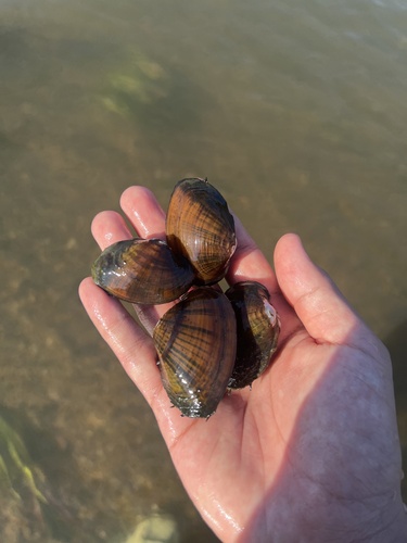 Acuticosta ovata