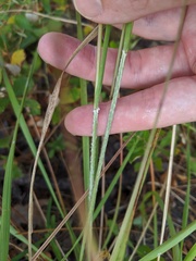 Aristida lanosa