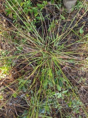 Aristida lanosa