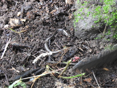 Plestiodon parvulus