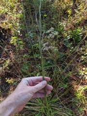 Aristida lanosa