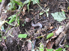 Plestiodon parvulus
