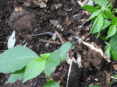 Plestiodon parvulus