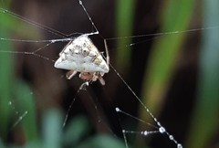 Verrucosa undecimvariolata