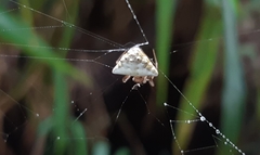 Verrucosa undecimvariolata