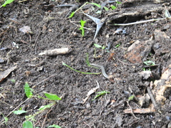 Plestiodon parvulus