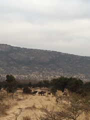 Connochaetes taurinus albojubatus