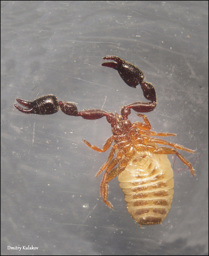 Dendrochernes cyrneus