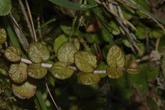 Epilobium komarovianum