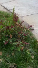 Amaranthus hypochondriacus