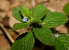 Spermacoce latifolia
