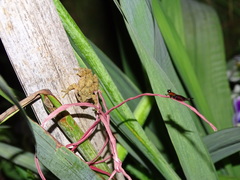 Shillong Bush Frog photo 2