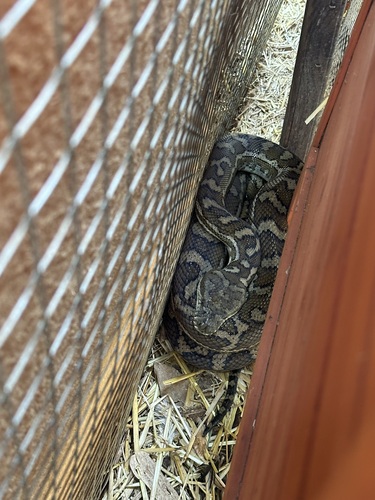 Coastal Carpet Python sighting