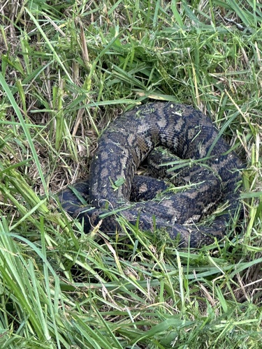 Coastal Carpet Python sighting