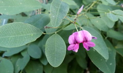 Lespedeza cyrtobotrya