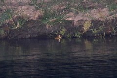 Crocodylus niloticus africanus