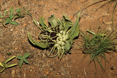 Brachystelma barberae