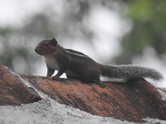 Funambulus tristriatus