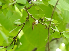 Dicranus