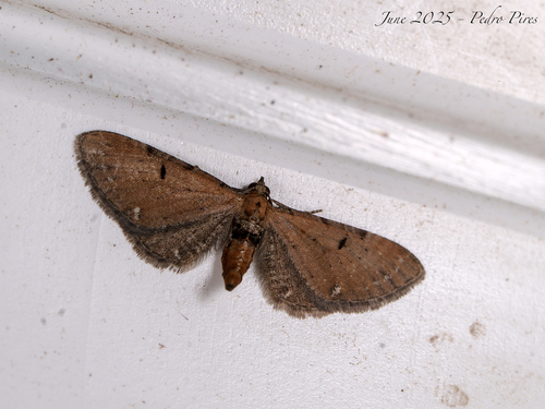 Eupithecia catharinae