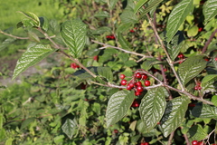 Cotoneaster rehderi