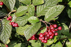 Cotoneaster rehderi