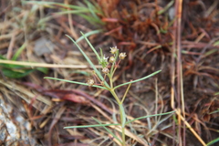 Asclepias stellifera