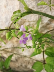 Priva lappulacea