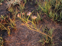 Asclepias stellifera