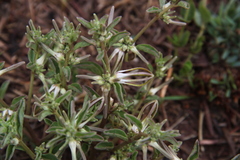 Brachystelma circinatum