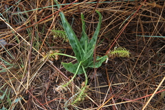Ledebouria inquinata