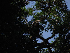 Semnopithecus johnii