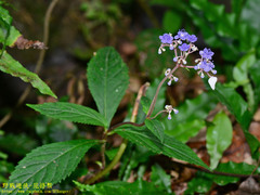 Hydrangea densifolia