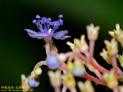 Hydrangea densifolia