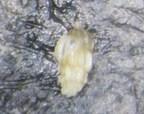 Uvigerina peregrina observed 2025-07-04
