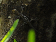 Cnemaspis mysoriensis