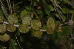 Epilobium komarovianum