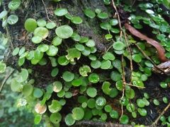 Peperomia rotundifolia