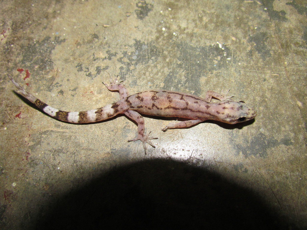 Anamalai Hill Gecko