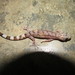 Dravid Geckos - Photo (c) Ashwin Viswanathan, some rights reserved (CC BY), uploaded by Ashwin Viswanathan
