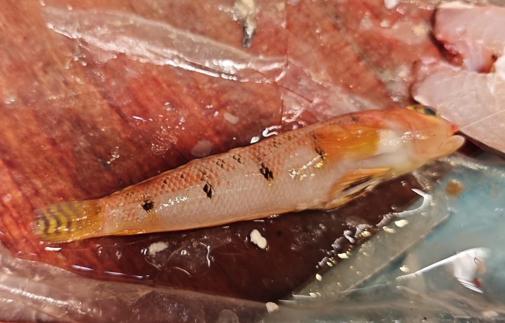 Narrow-Barred Grubfish